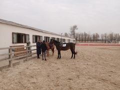 -北京群众马术培训基地