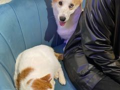 狗界绿茶-平行世界·猫咖(首经贸店)