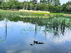 -北龙湖湿地公园