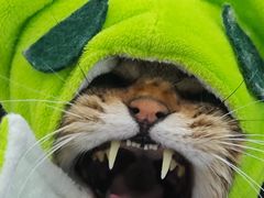 -爱洗澡的猫(望京店)