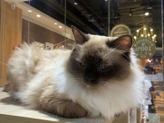 -藏猫猫咖啡主题馆(中央大道店)