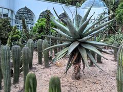 -深圳仙湖植物园