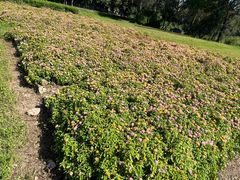 -广东花都湖国家湿地公园