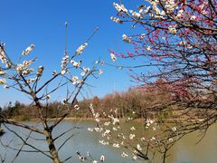 -上海海湾国家森林公园