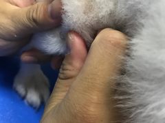-瑞派申生动物医院·24H夜诊·国际动物医疗中心·骨外科(吴中路店)