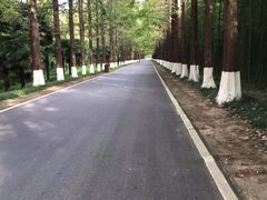 -黄海国家森林公园