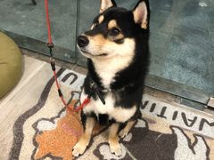 -柴迷FANS CLUB·柴犬狗咖·猫咖