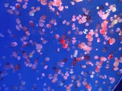 -海合安青岛极地海洋公园