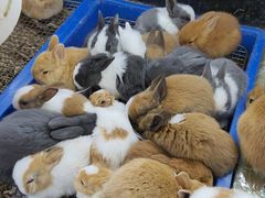 -溪岸路花鸟市场