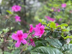 -梧桐山风景名胜区