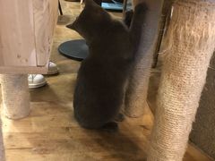 -共舞时光猫咖·狗咖(新街口店)
