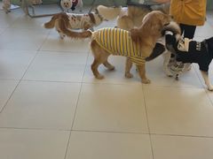 -怪兽屋·羊驼·猫咖·狗咖(俊华广场店)