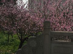 -南汇桃花村