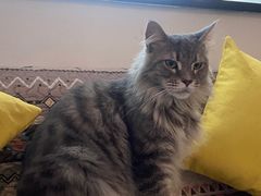 -楼上猫咖(罗湖店)