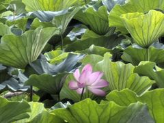 -长春市南湖公园