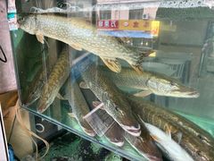 -煲来饱去冷水鱼