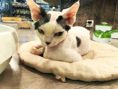 -宠物世家(仲盛世界商城店)