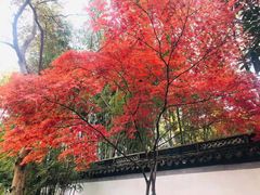 -秋霞圃