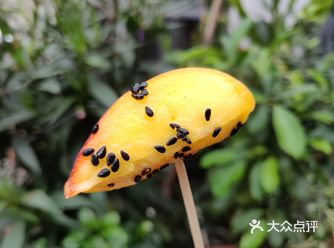 五月，吃拓桃的最佳时节，爽口脆甜又微微辣，多层次的口