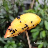 拓桃和姜暑甜汤