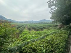 -中国茶叶博物馆(双峰馆区)