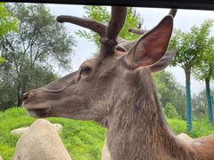 -北京野生动物园