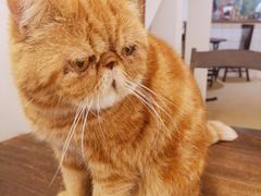 -猫友咖啡店(玉林西路店)