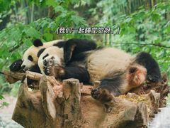 -都江堰中华大熊猫苑