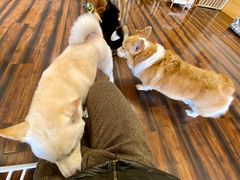 -豆柴町-柴犬主题狗咖(红鼎国际C座店)