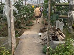 -马陆小张葡萄园农家乐