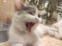 -屋虎猫馆(宝安大仟里店)