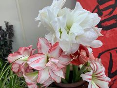 -花满楼(启秀路店)