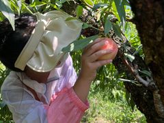 -南汇新场正宗水蜜桃采摘
