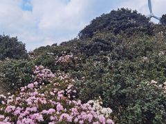 -乌蒙大草原