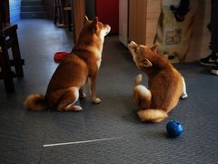 -柴源莊·柴小宠柴犬咖啡
