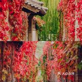 京郊团建｜2h即可到达的最美红叶秋景·古北水镇