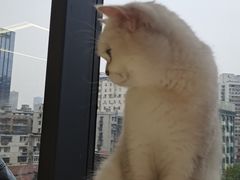 -怪兽屋·羊驼·猫咖·狗咖(俊华广场店)