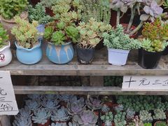 -合肥市裕丰花鸟虫鱼市场-F区