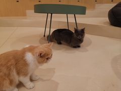 -飞行喵MR PILOT|猫舍·猫咖(静安大融城店)