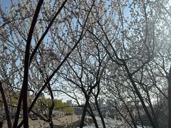 -桃花堤公园