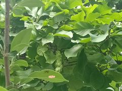 -扬州大运河文化旅游度假区·盆景园