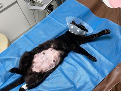 -达爱动物医院·犬猫分区·CT·复杂眼科(远洋山水分院)