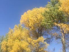 -金塔沙漠胡杨林景区