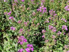 -武汉紫薇都市田园