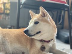 -柴犬高等学院·狗咖·柴犬售卖·宠物训练