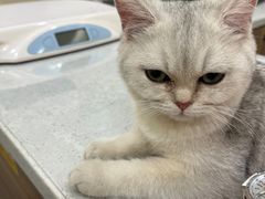 -萌兽医馆·犬猫专科·眼科中心·宠物医院(朝阳门分院)