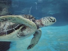 -海合安成都极地海洋公园