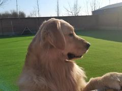 -北京京卫宠物寄养训练中心