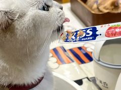 -藏猫猫咖啡主题馆(中央大道店)