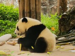 -都江堰中华大熊猫苑